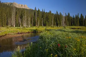 Images Dated 5th August 2010: Big Therriault Creek runs through lush summer meadow below St Clair Peak in the Ten