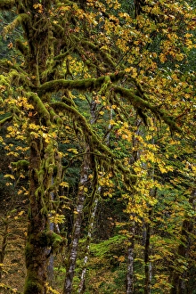 Prints of Big tooth maples and mossy trees in autumn in the Gifford Pinchot National Forest, Washington State, USA Images Dated 2024 April: Big tooth maples and mossy trees in autumn in the Gifford Pinchot National Forest