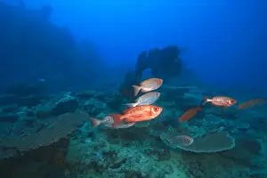 Images Dated 19th November 2005: Bigeye Fish near Beqa Island off Southern Viti Levu, Fiji, South Pacific