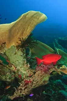 Western Pacific Prints: Bigeye (Priacanthus hamrur) near Lettuce Coral Milne Bay, Papua New Guinea