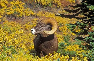 Images Dated 17th May 2019: Bighorn ram on Wilcox Ridge, Jasper National Park, Alberta, Canada