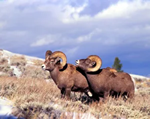 Big Horn Prints: Two bighorn rams (Ovis canadensis) on grassy slope, Whiskey Mountain, Wyoming