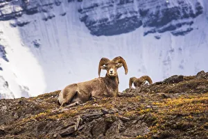 Canada Collection: Bighorn rams on Wilcox Ridge under Mount Athabasca, Jasper National Park, Alberta, Canada
