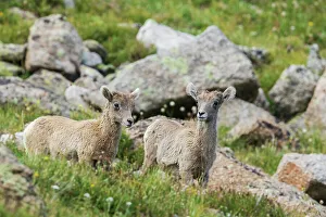 Bighorn sheep, curious lambs overlooking the Colorado alpine country, USA
