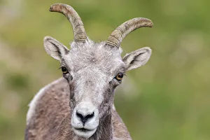 Bighorn sheep ewe portrait, Colorado alpine country, USA