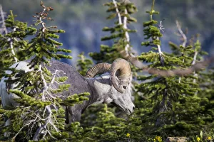 Images Dated 2000: Bighorn sheep, Glacier National Park, Montana, USA