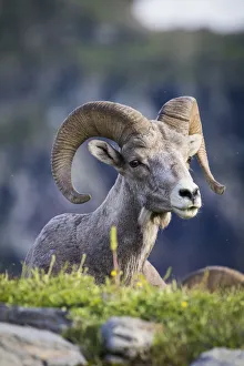 Images Dated 2000: Bighorn sheep, Glacier National Park, Montana, USA