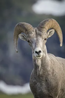 Images Dated 2000: Bighorn sheep, Glacier National Park, Montana, USA