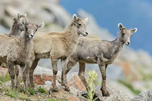Lamb Prints: Bighorn sheep lambs, curious youngsters of the alpine country. USA, Colorado