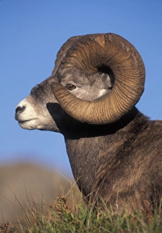 Jasper Np Prints: Bighorn Sheep, (Ovis canadensis), Jasper National Park, Alberta, Canada