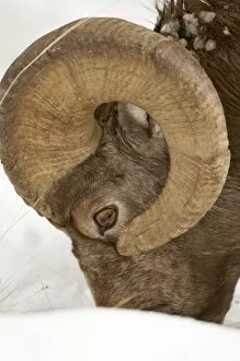 Bighorn sheep, Ovis canadensis, Maligne Canyon, Jasper National Park, Alberta, Rocky