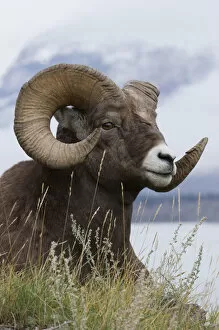 Canada, alberta, bighorn sheep ram