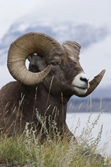Canada Collection: Bighorn Sheep Ram
