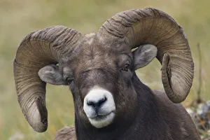 Prints of Bighorn Sheep Ram Images Dated 2018 June: Bighorn Sheep Ram