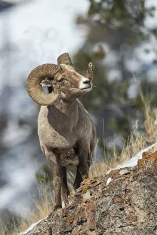 Images Dated 18th October 2021: Bighorn sheep ram