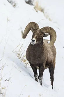 Images Dated 19th October 2021: Bighorn sheep ram