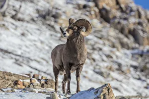 Bighorn sheep ram in ealry winter in Glacier National Park, Montana, USA