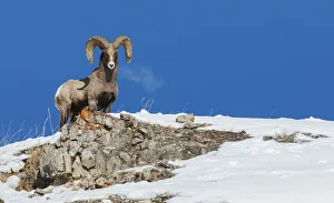 Images Dated 19th October 2021: Bighorn sheep ram, frosty breath