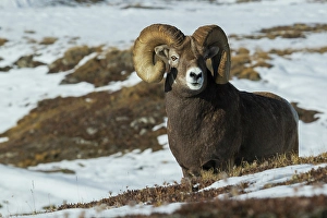 Images Dated 30th November 2023: Bighorn sheep ram at home in the alpine country