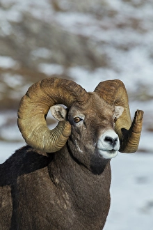 Images Dated 30th November 2023: Bighorn sheep ram at home in the alpine country