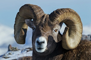 Images Dated 30th November 2023: Bighorn sheep ram at home in the alpine country