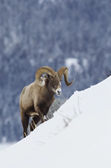 Survival Prints: Bighorn Sheep Ram on Winter Range