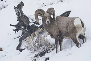 Survival Prints: Bighorn sheep ram, winter storm