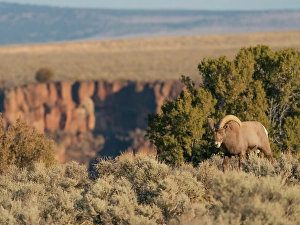 Rio Grande Gorge Prints: Bighorn sheep along Rio Grande Gorge, New Mexico