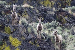 Terrain Prints: Bighorn sheep in sagebrush and lichen rocks near Challis, Idaho