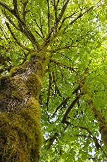 Images Dated 15th March 2019: Bigleaf Maple (Acer macrophyllum) Baker River, North Cascades National Park, Washington