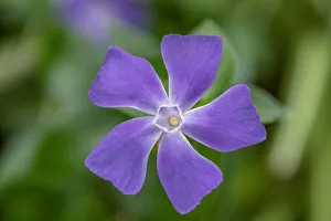 Floral And Botanical Prints: Bigleaf Periwinkle