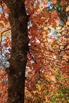 Backlit Prints: Bigtooth maple fall-colored leaves backlit in the morning sun