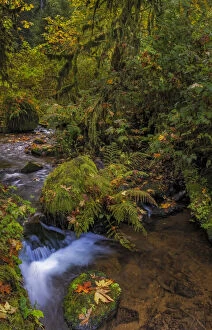 Moss Gallery: Bigtooth Maple leaves in autumn along Munson Creek near Tillamook, Oregon, USA