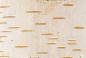 Images Dated 1st December 2007: Birch barch, Stanley Park, British Columbia