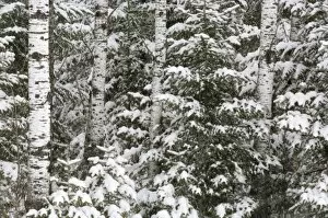 Images Dated 26th February 2007: Birch and evergreen with fresh fallen snow, Voyageurs National Park, Minnesota, USA