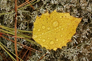 Michigan Prints: Birch leaf and pine needles on Reindeer Moss, Cladonia rangiferina, Pictured Rocks