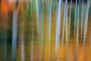 Images Dated 6th October 2016: Birch trees artistically reflect into small lake with autumn color near Marquette