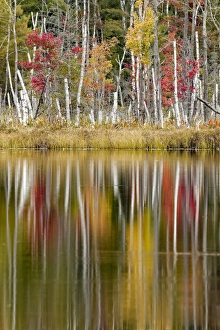 Michigan Prints: Birch trees and autumn colors reflected on Red Jack Lake, Hiawatha National Forest