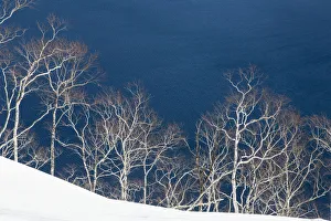 Birch Prints: Birch trees along the shoreline of Lake Mashu, Hokkaido, Japan