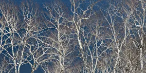 Birch trees along the shoreline of Lake Mashu, Hokkaido, Japan