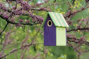 Images Dated 22nd December 2015: Bird house nest box in Eastern Redbud tree (Cercis candensis) in spring Marion Co. IL
