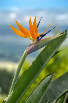 Bird of Paradise