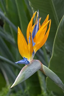 Prints of Bird of Paradise Images Dated 2021 February: Bird of Paradise