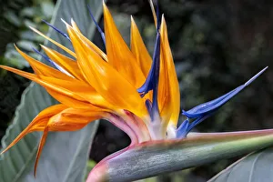 Bird of Paradise