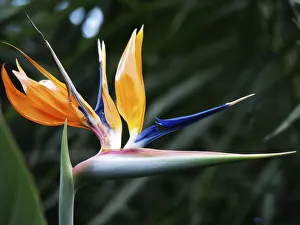Floral And Botanical Prints: Bird Of Paradise Bloom