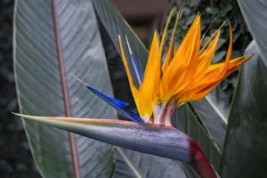 Prints of Bird of Paradise flower Images Dated 2021 February: Bird of Paradise flower