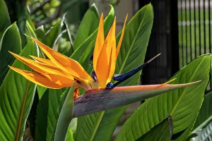 Bird of Paradise flower