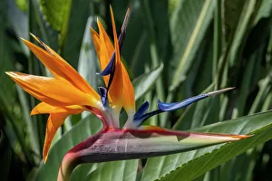 Bird of Paradise flower