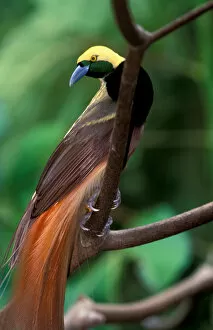 Images Dated 11th February 2005: Bird of paradise (Greater (Paradisaea apoda)