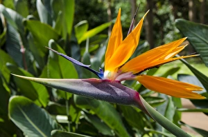 Hawaii Prints: Bird of Paradise (Stelitzia reginae) in Na `Aina Kai Botanical Gardens & Sculpture Park